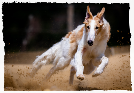 Ein Hund, der springt